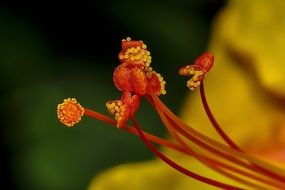bright seeds of a plant close up