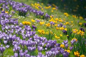 yellow and purple crocuses on a green hill