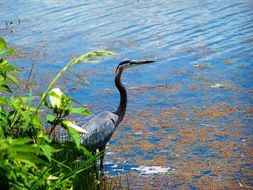 unusual blue heron on the shore of a pond