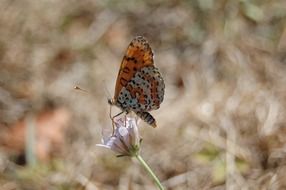 butterfly on a flower in nature