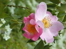 Macro photo of pink flower on a branch