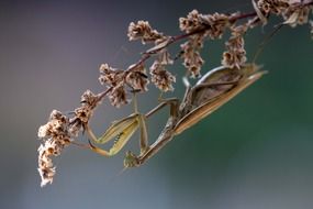 praying mantis insect macro