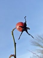 rose hip reproduction