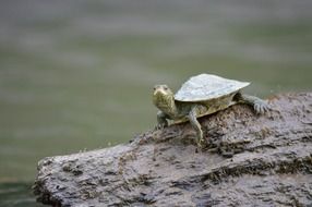 turtle on stone waterfall aback