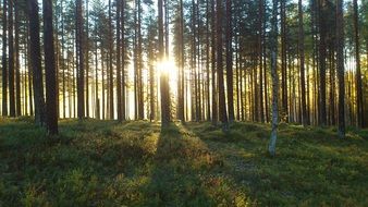 pine forest in bright sunshine