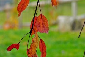 red tree leaves
