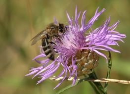 insect on a pale purple flower close-up
