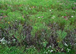 flowery summer meadow
