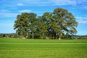 big trees among green field