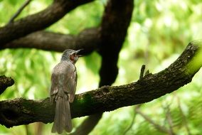 brown eared bulbul