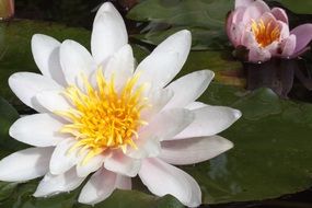 nymphaea water lilies