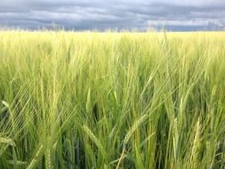 green organic wheat field