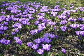 field of purple crocus