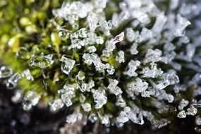 frost on the moss