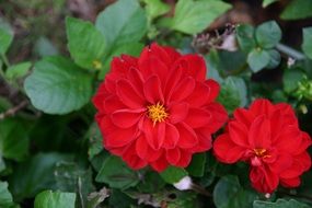 red garden flowers on a bush close-up