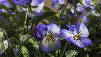 Macro photo of the violet flowers