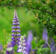 purple lupine on a background of green meadow