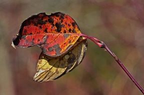 two autumn leaves on a branch close up
