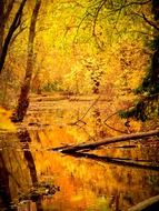 Lake in the forest in autumn