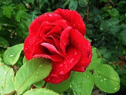 closeup photo of red rose with drops of rain in garden