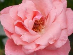 rose flower blossom close-up shot