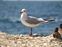 seagull on the seashore