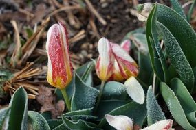 Closed Red tulips grass green