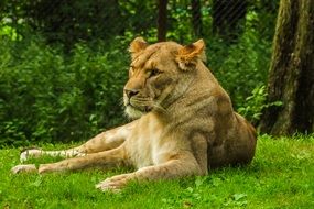 Lioness resting on lawn