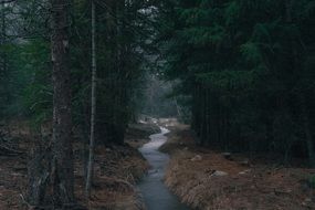 photo creek in the wild forest