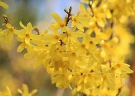 forsythia is a genus of flowering shrub