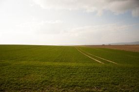 Landscape of the green field