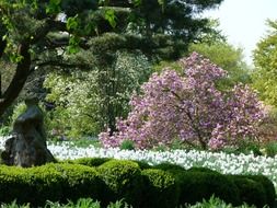 cherry blossoms among the trees in the garden