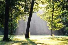 photo of morning fog at the edge of the forest