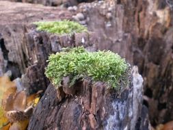 moss on a tree stump