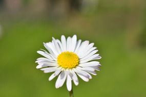 White daisy blooms macro recording