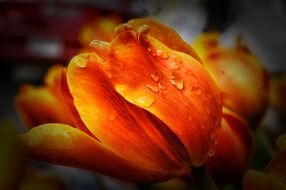 drops of dew on petals of orange tulips