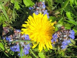 dandelion among meadow flowers on a blurred background