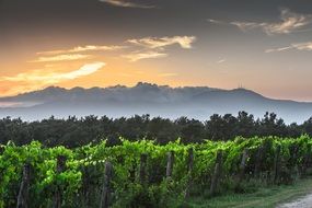 Amazing landscape of vineyards and mountains at dusk