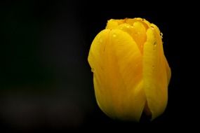 yellow tulip in drops close-up