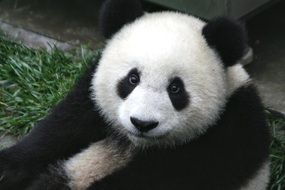 cute baby Panda