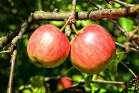 mature apples on the tree branch