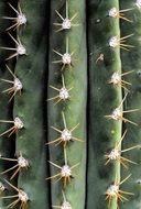 long needles on cactus