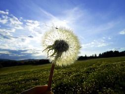 Holding the dandelion flower