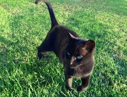 black blue-eyed cat on the grass