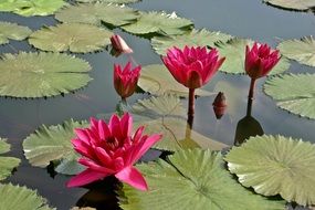 water lily rose flower blossom
