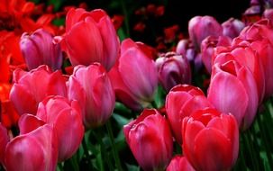 colorful tulips close-up