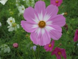 meadow of multi-colored daisies close-up