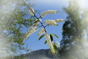 white tree bush sky view