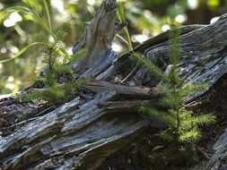 rotten tree trunk in the forest