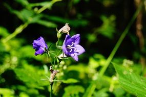 purple bell in the meadow